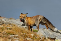 Liska obecna - Vulpes vulpes - Red Fox 2070